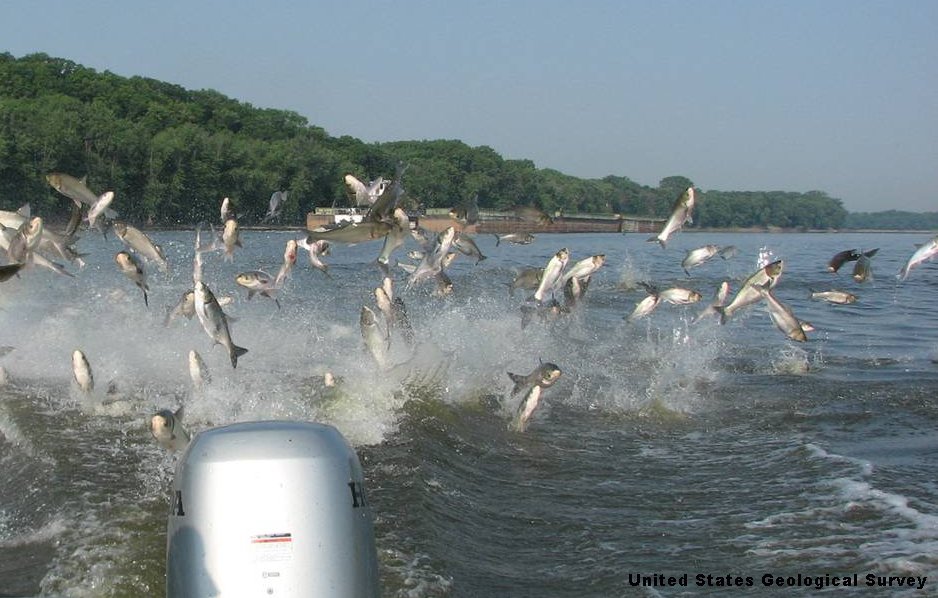 Jumping Silver Carp